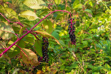 ヨウシュヤマゴボウ	