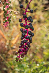 ヨウシュヤマゴボウ