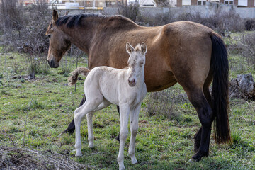 Obraz premium Young light-coated foal with its dark-brown mother, the mare. Horses. Livestock.