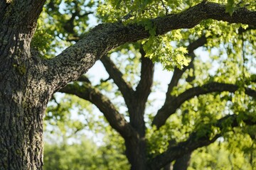 Obraz premium Sunlight streams through green oak branches, creating a serene forest clearing