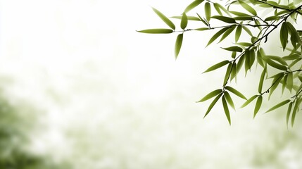 Obraz premium Fresh bamboo leaves, soft focus
