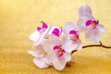A branch of white orchids on a shiny gold background
