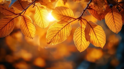 Obraz premium Autumn leaves bathed in sunlight