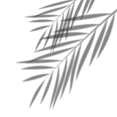 a palm tree leaf shadow