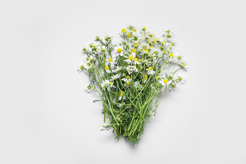 Bunch of fresh chamomile flowers on light background