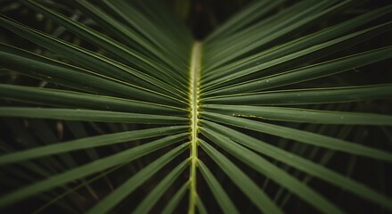 Obraz premium green palm leaf
