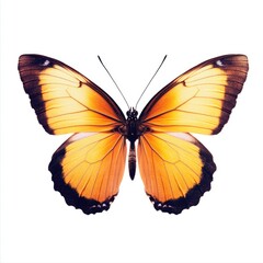 A large orange butterfly sits on top of a white surface