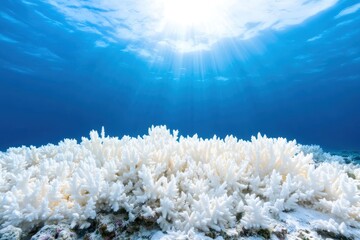 Coral Reef Turning White Due to Bleaching Under Bright Sunlight