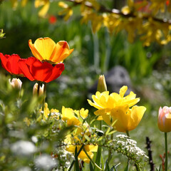 Sunny spring day. In a flower bed tulips, different in color and a form, blossom. In total against the background of the blossoming spirea.