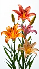 Obraz premium A perennial plant with showy, fragrant flowers, often used in floral arrangements and as a garden ornamental