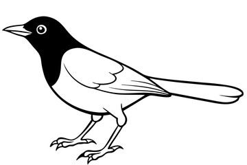 blackbird line art silhouette vector illustration