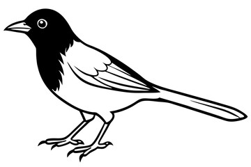 blackbird line art silhouette vector illustration