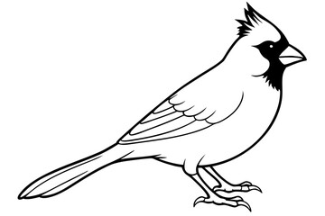 cardinal line art silhouette vector illustration