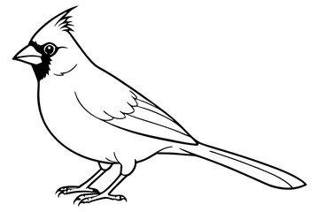cardinal line art silhouette vector illustration