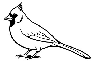 cardinal line art silhouette vector illustration