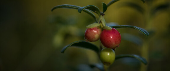 WILD BLUEBERRIES - Still unripe fruit in the forest