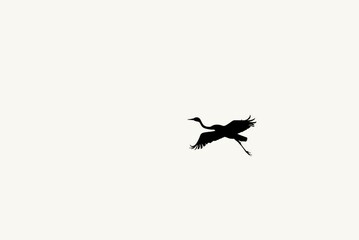 Fototapeta premium Flying Crane Silhouette