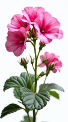 Obraz premium A flowering plant with large, showy blooms and dark green leaves