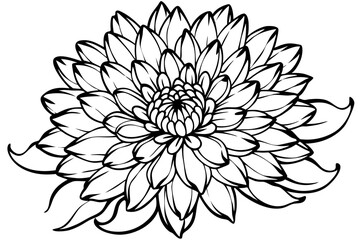 chrysanthemum line art silhouette vector illustration
