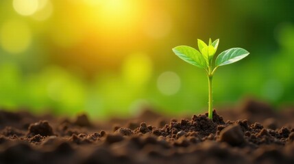 New Life Emerging in Warm Sunlight A Young Sprout Reaching for the Golden Light, Growing in Rich Earth