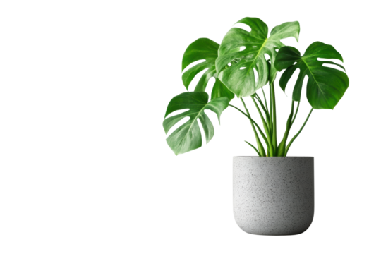 clean image of a large leaf house plant Monstera isolated on transparent or white background, png