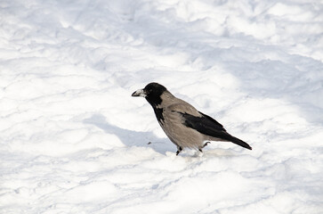 urban birds in winter cold