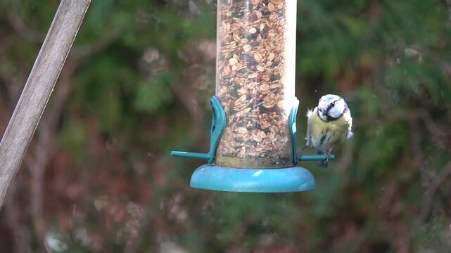 blue tit on a feeder