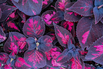 Natural Beauty in Coleus Patterns