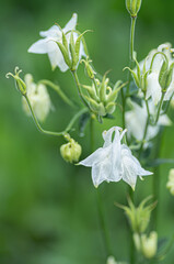 White Aquilegia Flowers in Bloom with Green Background
