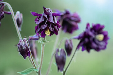 Vibrant Purple Aquilegia Flowers in Bloom. Close up.