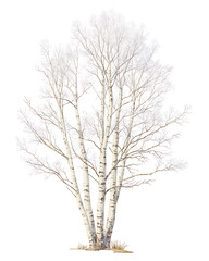 Obraz premium .Illustration of trees, leaves, grass and various botanical elements on a white background.