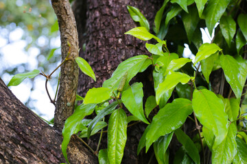Piper retrofractum (Javanese Long Pepper) leaves and immature fruiting spikes.