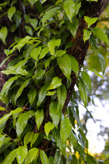 Piper retrofractum (Javanese Long Pepper) leaves and immature fruiting spikes.