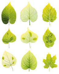 .Illustration of trees, leaves, grass and various botanical elements on a white background.