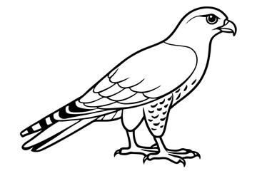 harrier line art silhouette vector illustration