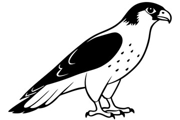 hawk line art silhouette vector illustration