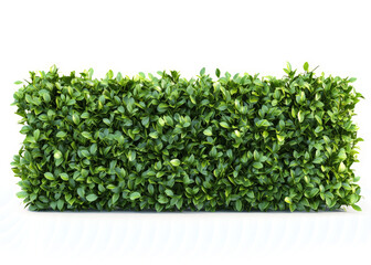 Fototapeta premium botanical green hedge with realistic textures isolated on white