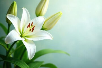 Fototapeta premium Elegant white lilies overhead, pristine backdrop, still life, isolated, fresh