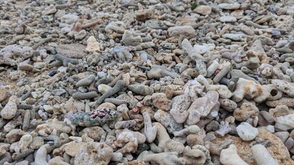 Shoreline covered in pieces of dried dead coral reef fragments scattered on beach in Sri Lanka