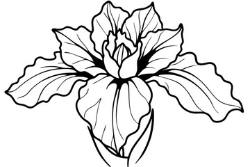 iris line art silhouette vector illustration