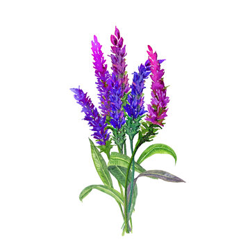 recommend clip art: blue flowers watercolor