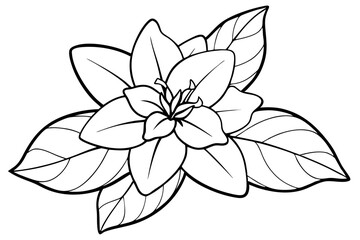 Fototapeta premium jasmine flower line art silhouette vector illustration
