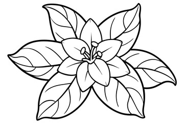 Fototapeta premium jasmine flower line art silhouette vector illustration