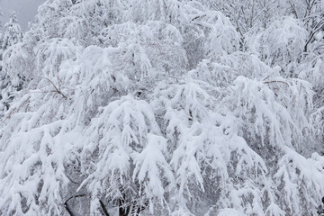 雪に覆われた景色 