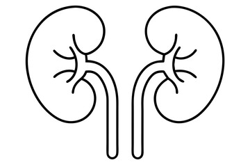 kidneys line art silhouette vector illustration