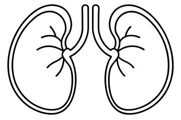 kidneys line art silhouette vector illustration