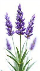 Obraz premium A purple flower with a strong, pungent scent