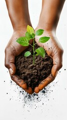 Hands Cradling Seedling in Soil