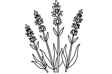 lavender line art silhouette vector illustration