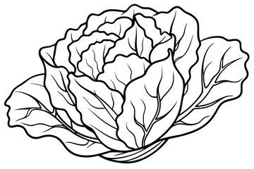 lettuce line art silhouette vector illustration